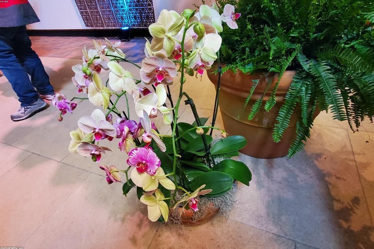 Massif fleuri et allée en pierre naturelle dans un jardin bordelais